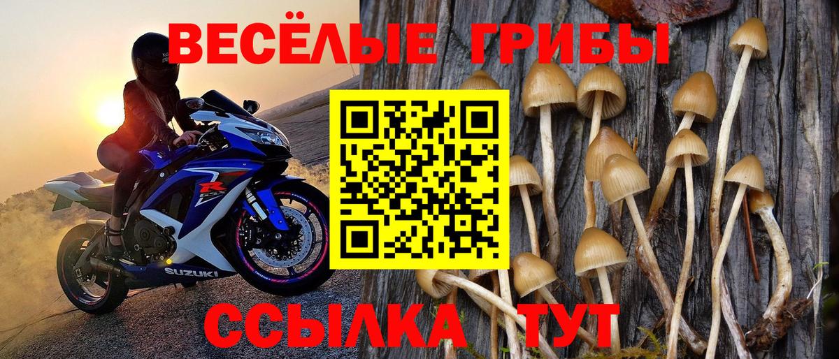 Галлюциногенные грибы Psilocybine cubensis Дедовск